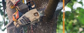 Tree and Shrub Care in Sycamore, GA